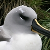Gray-headed Albatross